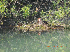 DSCN9726.JPG