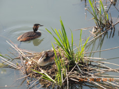 DSCN9826.JPG
