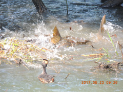 DSCN0005.JPG