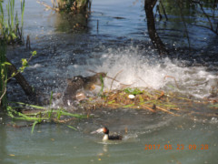 DSCN0010.JPG