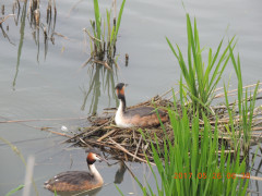 DSCN9920.JPG
