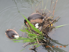 DSCN9928.JPG