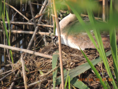 DSCN0038.JPG