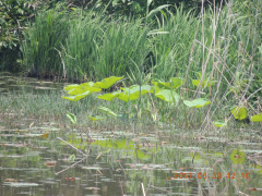 DSCN9930.JPG