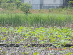 DSCN9931.JPG