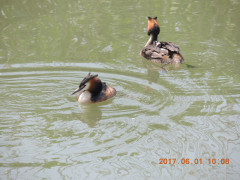 DSCN0104.JPG