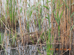 DSCN0059.JPG
