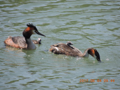 DSCN0042.JPG