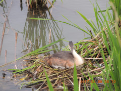 DSCN9930.JPG