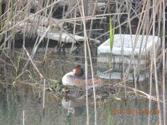 DSCN9964.JPG