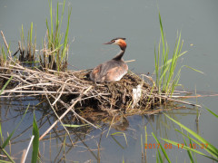 DSCN0009.JPG