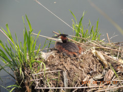 DSCN0010.JPG