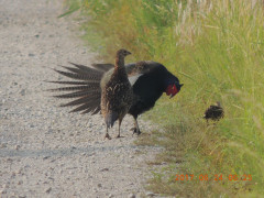 DSCN9921.JPG
