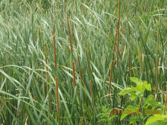 DSCN0042.JPG
