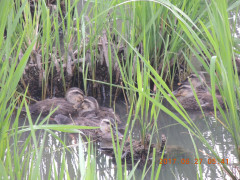 DSCN9894.JPG