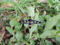 RSCN9892.JPG