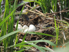 DSCN9894.JPG