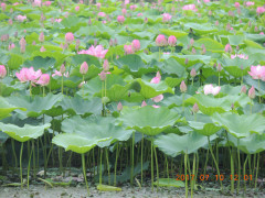 DSCN9943.JPG