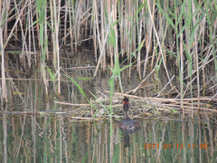 DSCN0036.JPG