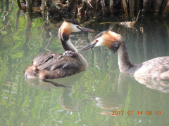 DSCN0084.JPG