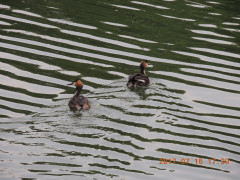 DSCN0026.JPG