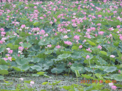 DSCN9958.JPG