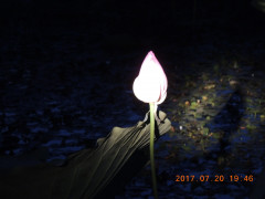 DSCN0007.JPG