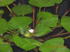 DSCN0071.JPG
