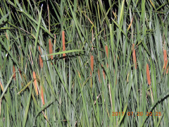 DSCN0086.JPG