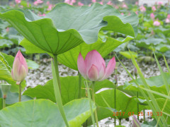 DSCN9974.JPG