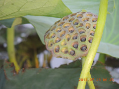 DSCN9988.JPG