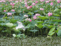 RSCN0068.JPG