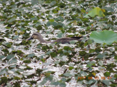 DSCN0031.JPG