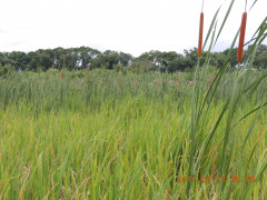 DSCN0057.JPG