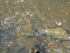 DSCN0020.JPG