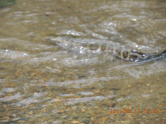 DSCN9983.JPG