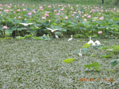 DSCN0010.JPG