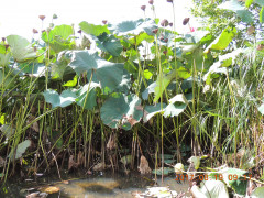 DSCN0034.JPG