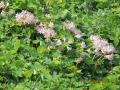 DSCN0039.JPG