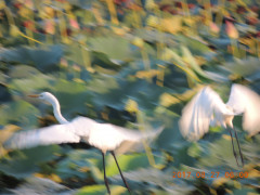 DSCN9988.JPG