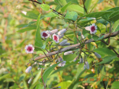 DSCN9989.JPG