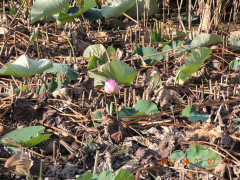 DSCN9962.JPG