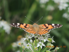 DSCN9985.JPG