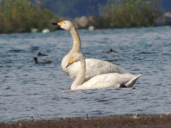 RSCN9961.JPG