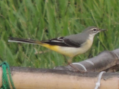 RSCN9974.JPG
