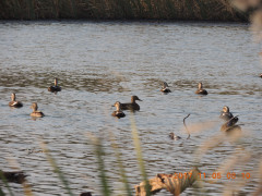 DSCN0007.JPG