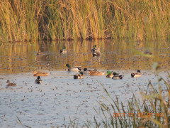 DSCN9986.JPG