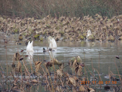 DSCN0007.JPG