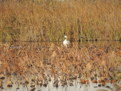 DSCN0037.JPG