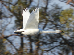 RSCN2589.JPG